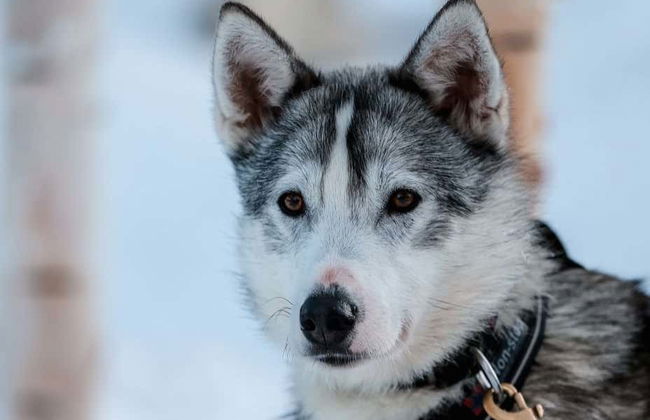 Balade en traineau tiré par des chiens - Photo 3