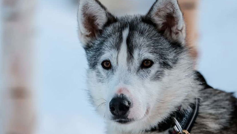 Husky Dog Sled Ride - Foto 3