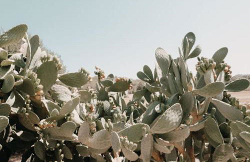 N a k e d S o l - Foto 12