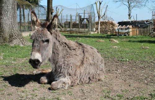 Agriturismo Le Clementine - Foto 50