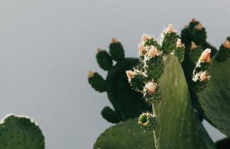 L'Ulivo Bianco - Foto 23