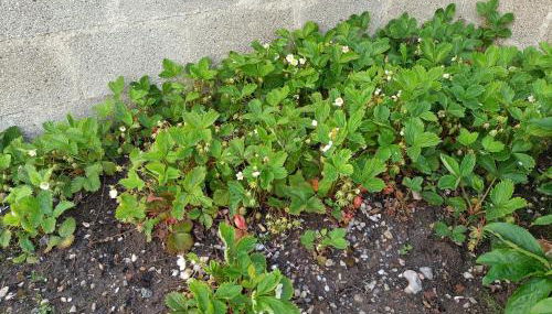 Le Gîte Mayann - Foto 5