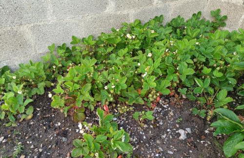 Le Gîte Mayann - Foto 5