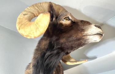 Sleep with a Lion!! 6 bedroom house, near downtown, Ohio city Tremont! - Foto 56