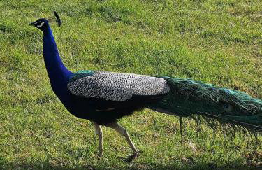 Cherry Tree Lodge with Hot Tub near Alton Towers - Foto 34