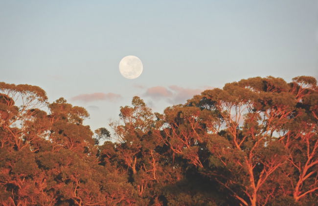 Tennessee Hill Chalets - Foto 24