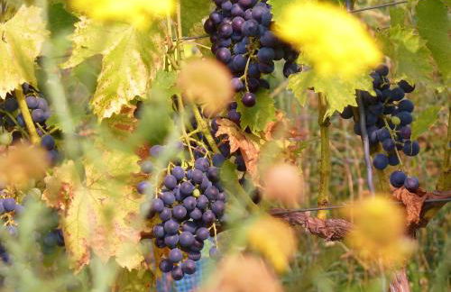 Quartier Rottewitz - Foto 32