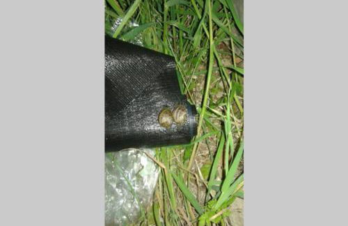 Palheirinho - Foto 16