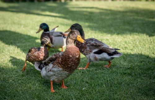 Al Agia - Molino Mísqueres de Padul - Foto 18