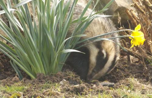Henblas Holiday Cottages - Photo 25