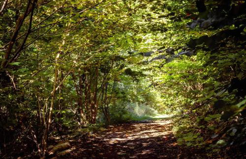 Fewo Waldfeeling - Photo 15