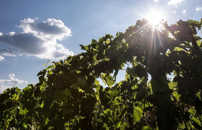 Casa Guaitoli - Foto 29