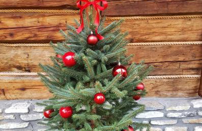 Jabłoniowa Chatka - Foto 6