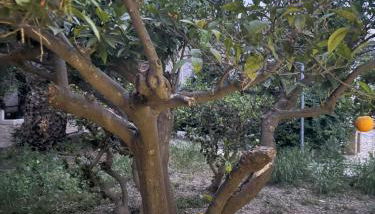 Filippos Agean Nest - Foto 4, Garden