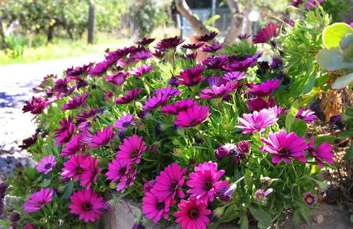 Tenuta Piana 2 con accesso diretto al mare - Foto 22