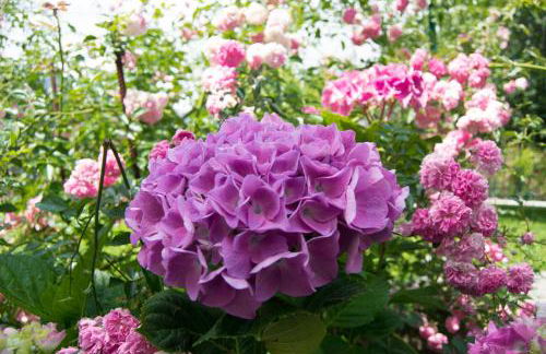 Giardino delle Ortensie - Foto 15