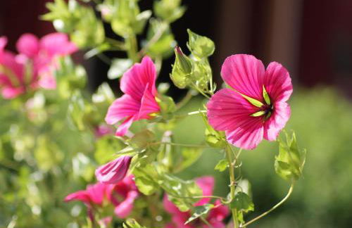 Einladende Ferienwohnung in Zweedorf mit Grill - Foto 64