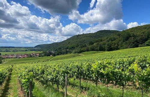 Neubau-Oase am Weinbergsrand - Foto 11