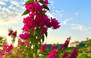 Dammuso Pantelleria - Fiori D'Ossidiana - Foto 20