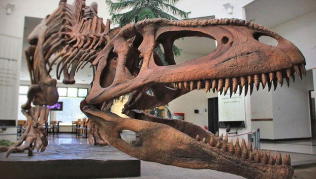 The Paleontological Museum Ticket - Foto 2