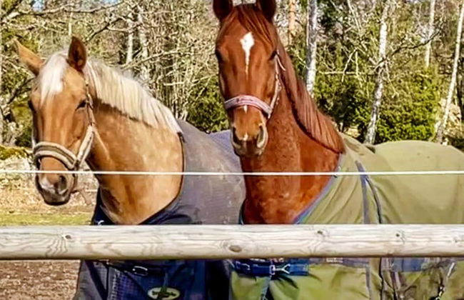 5 Person Holiday Home in Paryd - Foto 16