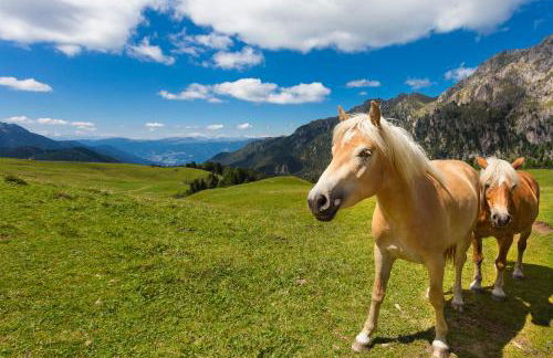 Mühlerhof - Foto 23