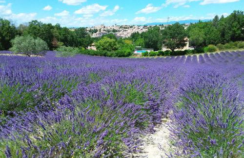 Au pays de la lavande... - Photo 2