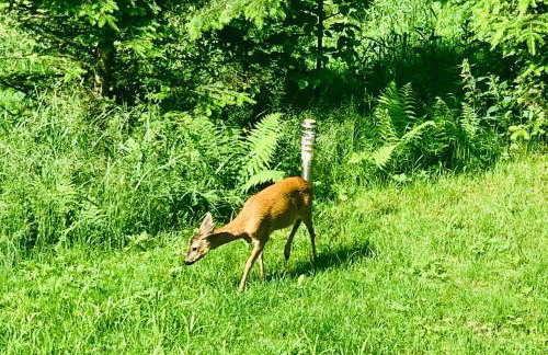 Dom CROCUS z ogrodem w Parku Krajobrazowym - Foto 27
