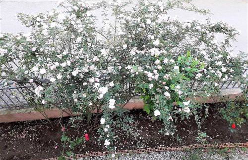 Villa Ioanneta - Close to sea, private parking, pet-friendly - Photo 52