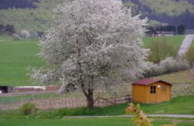 Ferienwohnung Haus Weitblick - Foto 2