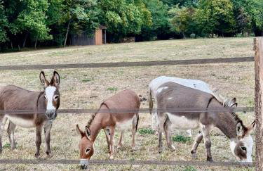 Domaine Epona - Foto 20