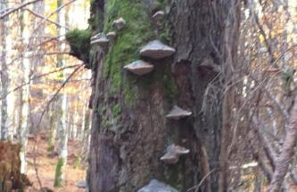 Apartment FeWo Steinbeisser by Interhome - Foto 37