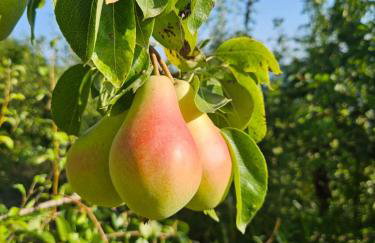 Domus in Monte - Foto 16