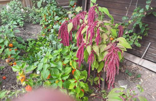 Haus Kallin - Foto 48