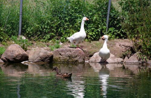 Schupferhof - Foto 15