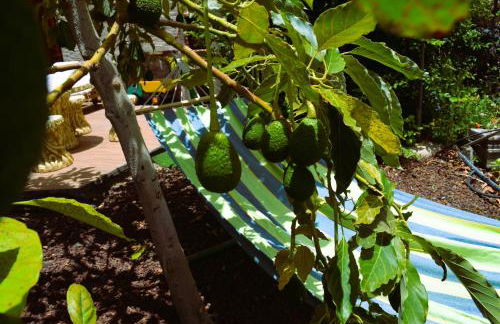 Cabaña Los Palmeros, vista al mar y la montaña - Photo 15
