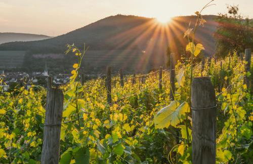 Bürgstadt, Am Bischof mit Sonnenterrasse, 1 bis 4 Betten - Foto 62