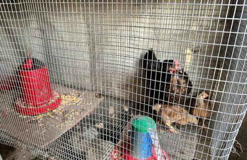 BIO Garden Stonehouse - Foto 36