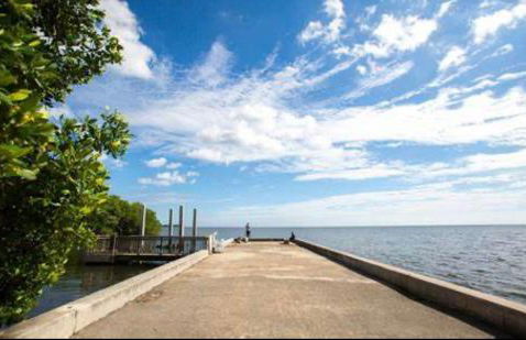 My Garden in Miami Florida - Photo 1