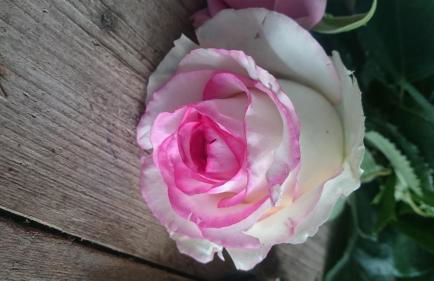 Agriturismo Torrevecchia - Foto 52