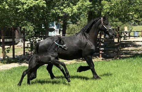 Cozy Rustic Cabin on a Working Horse Ranch for a Unique Getaway in Granite Bay, California - Foto 6