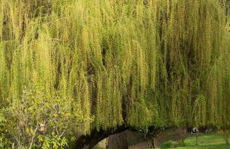 La Petite Vernoelle - Foto 17