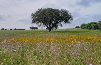Casa dos Avós - Foto 65