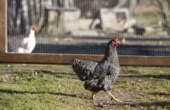 Zaißlhäusl Hof Ferienwohnungen - Photo 34