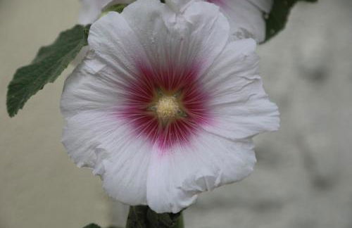 GITE MONTGOLFIÈRE 4 PERSONNES - Foto 13