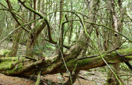 DÚPLEX DUQUESA - Foto 48