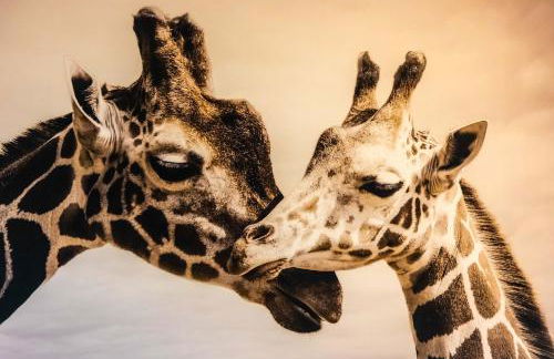 Settlers Lodge - Foto 35