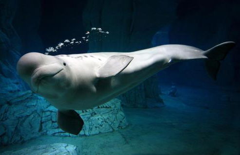 La Vista al mar de Belén - Foto 59