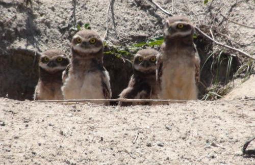 PRAIA DE 4 ILHAS Apartamento 2 Quartos 50M da Praia Com Vista - Photo 41