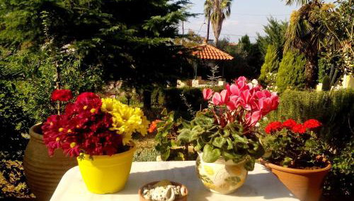 Villa Ioanna - Foto 2, Garden